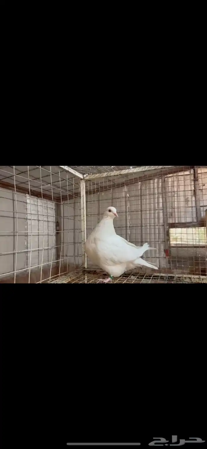 انثى فرش لمن top 3