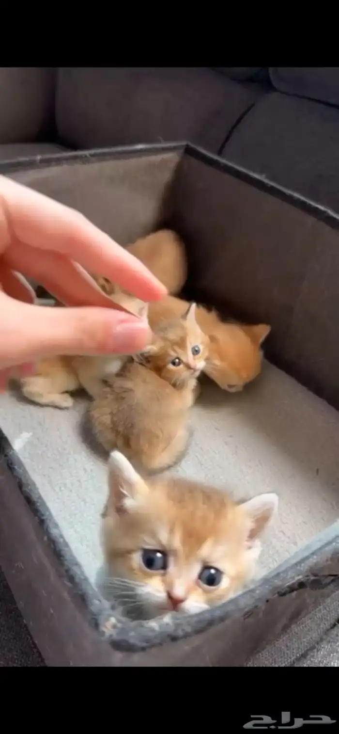 كتن برتش قولد 0