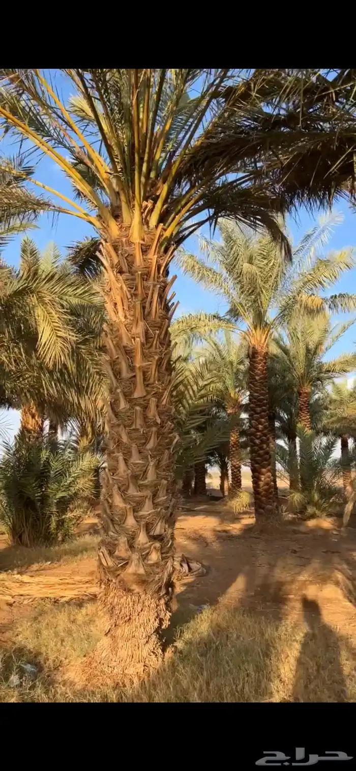 نخيل مكرب للبيع 4