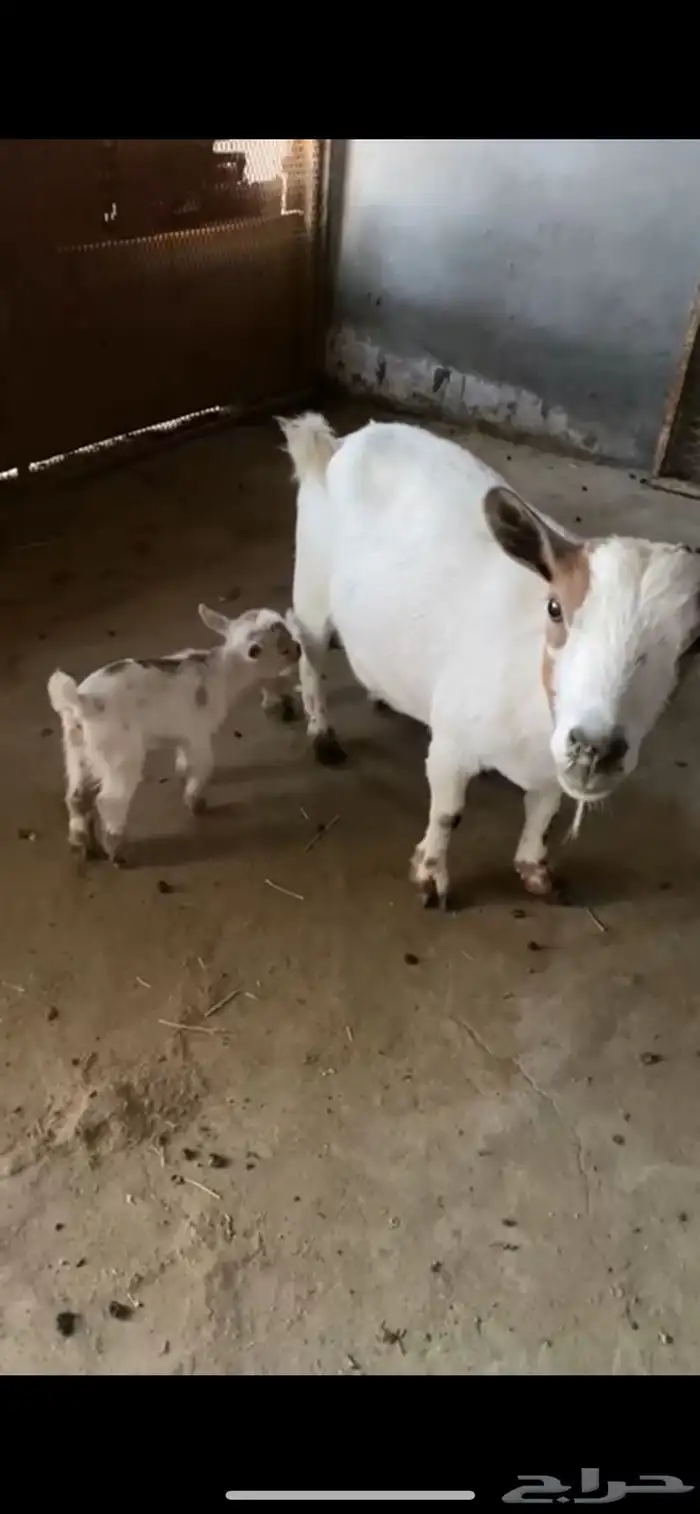 ماعز قزم معاها 2 جفار (اناثي) 2