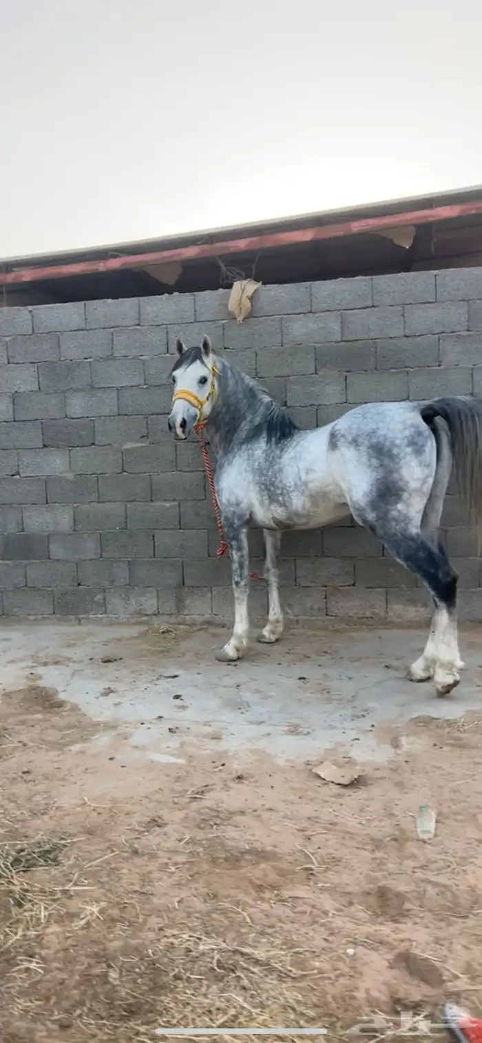 بسم الله اول ما نبدا به حصان جزيزي العمر 5 الطول 7بلكات 1