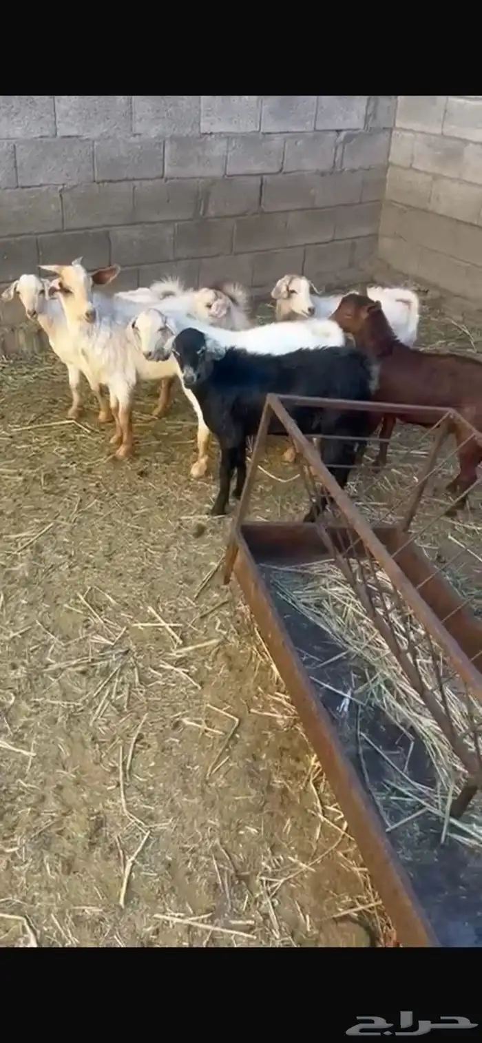 تيوس للبيع 2