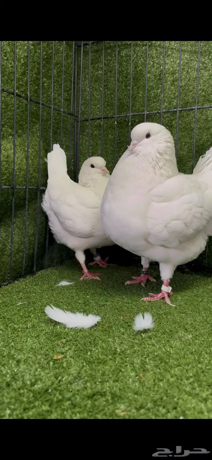 زوج منتج مدائن ابيض صك 0