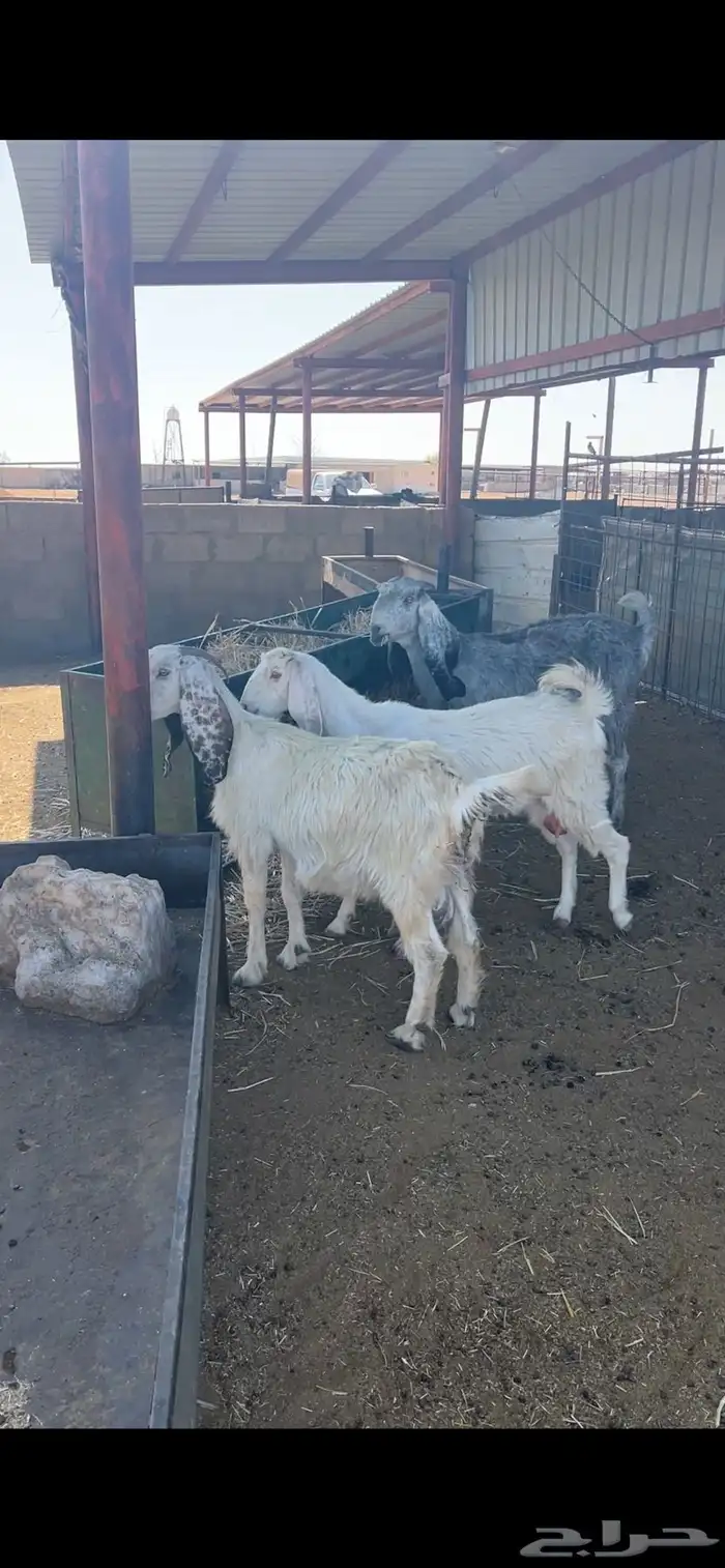 معزا مشاريك 4