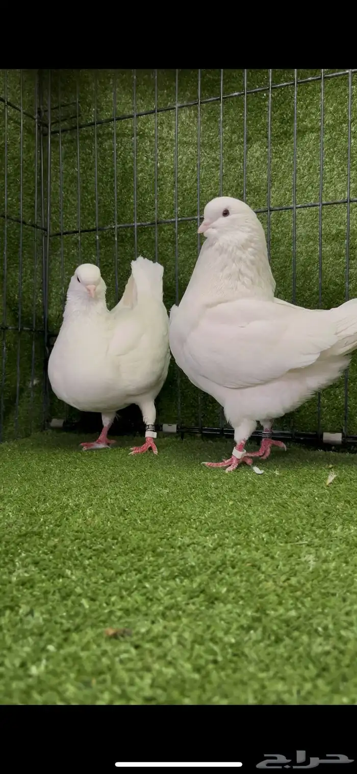 زوج منتج مدائن ابيض صك 2