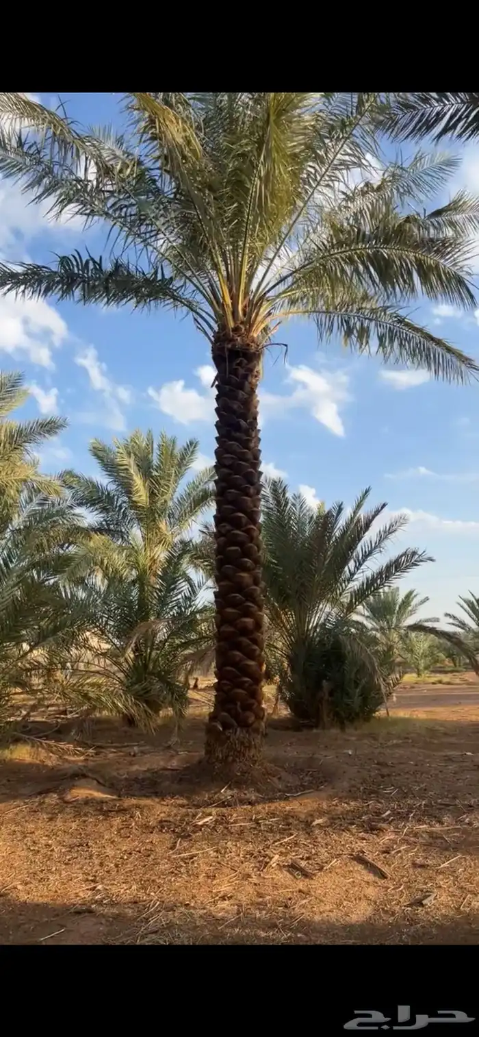 نخيل مكرب للبيع 2