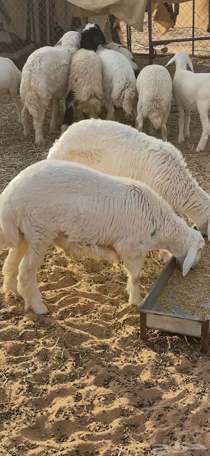 ذبايح بريه 0