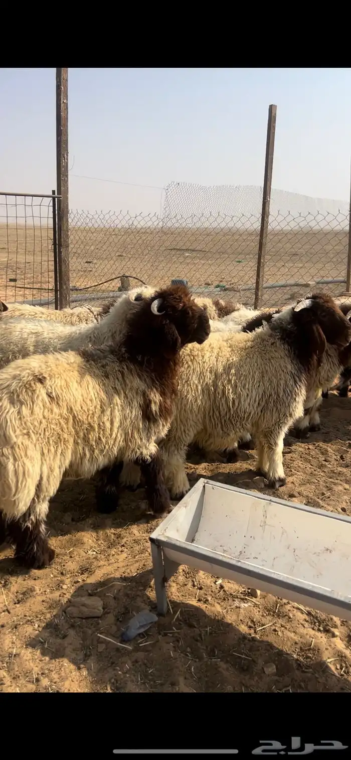 للبيع خرفان نعيم العدد10 خرفان 1