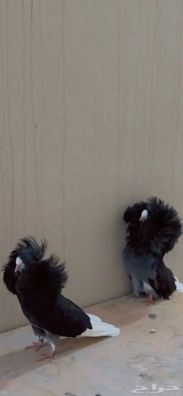 حمام زوج تب جاكبينو 0