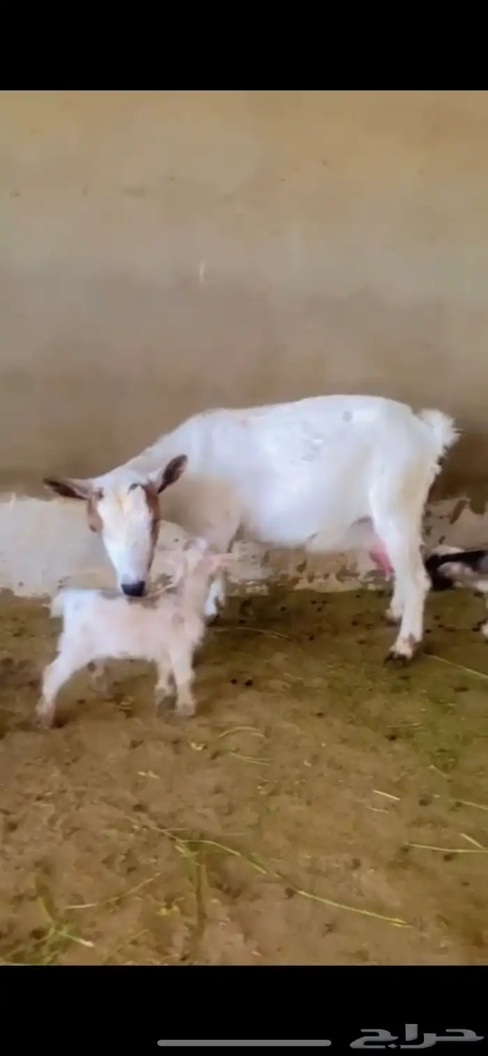 ماعز قزم معاها 2 جفار (اناثي) 1