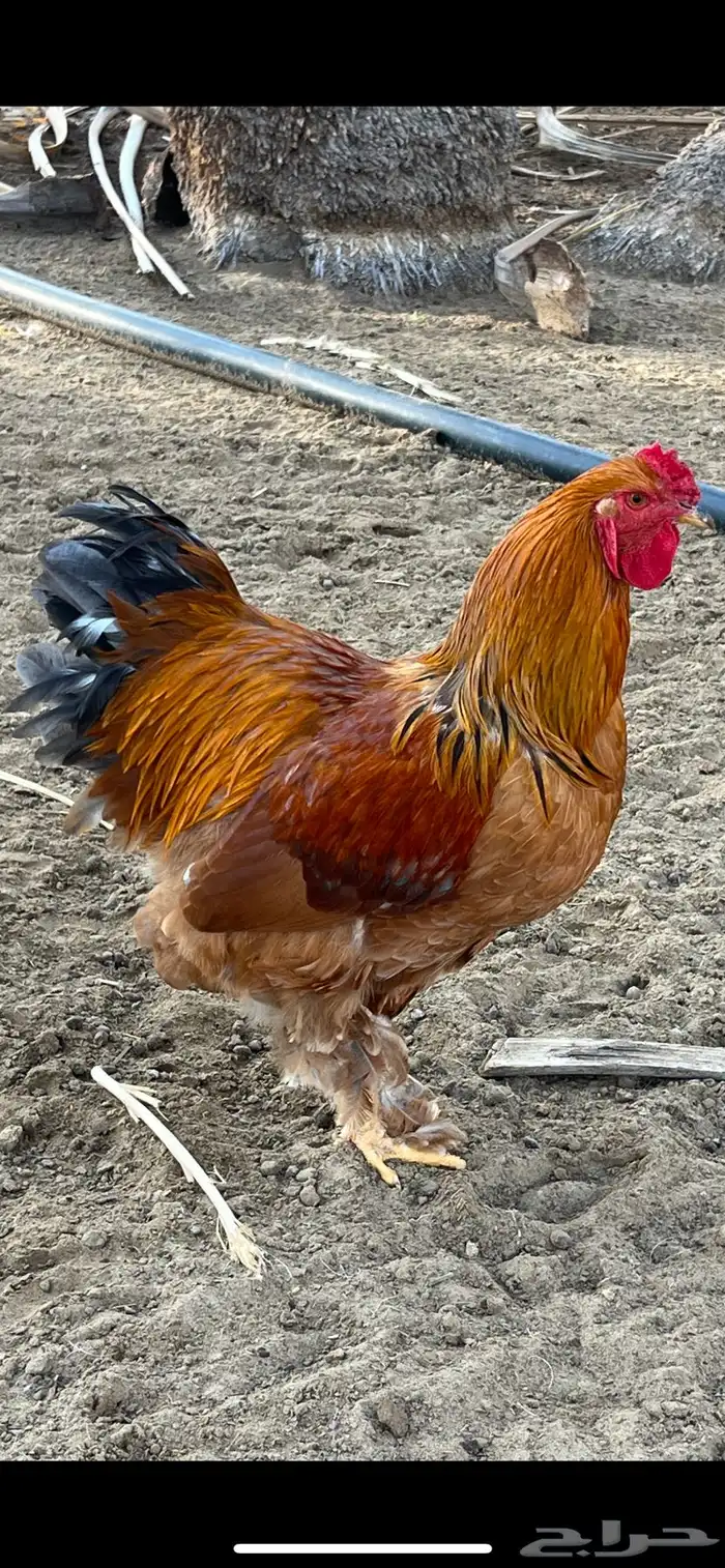 دجاج براهما للبيع 2