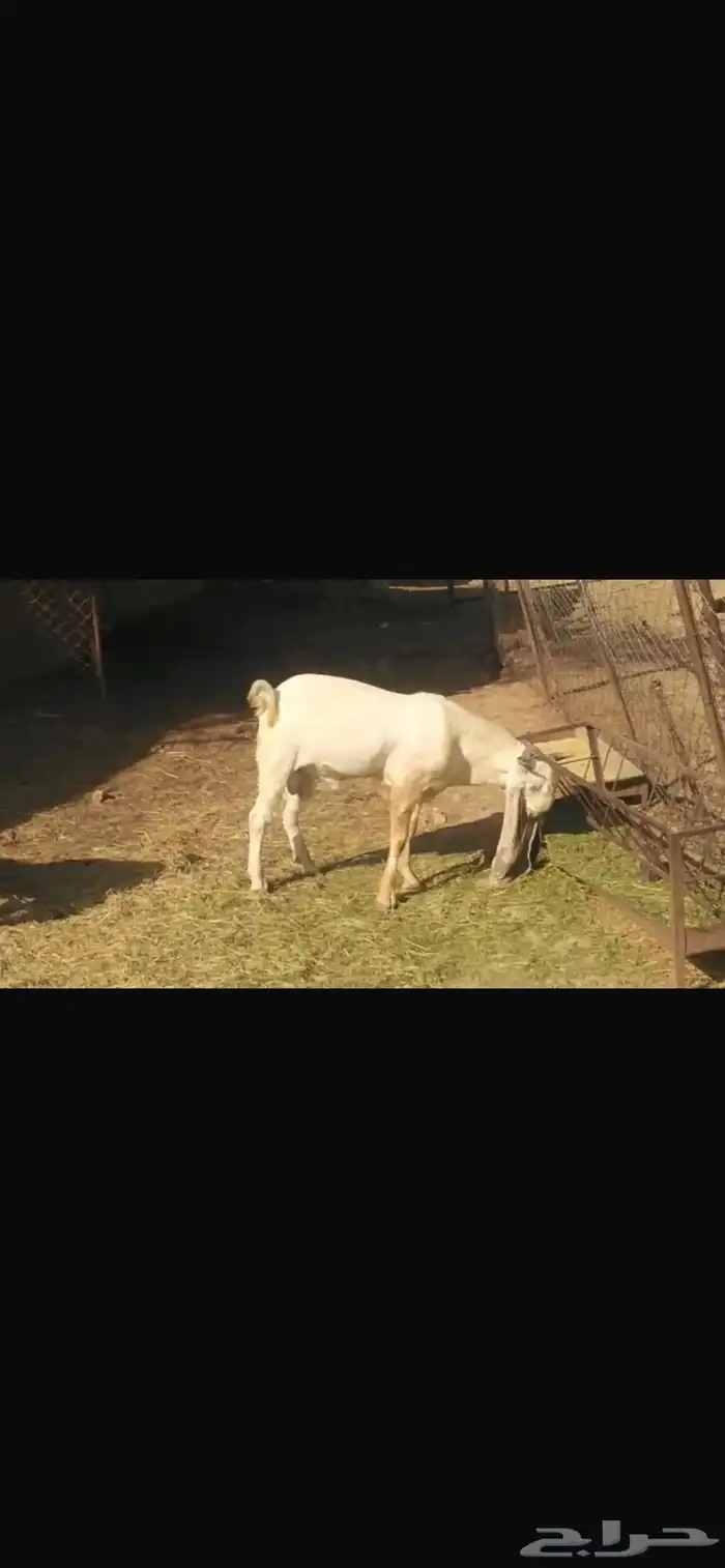 تيس هولندي 2