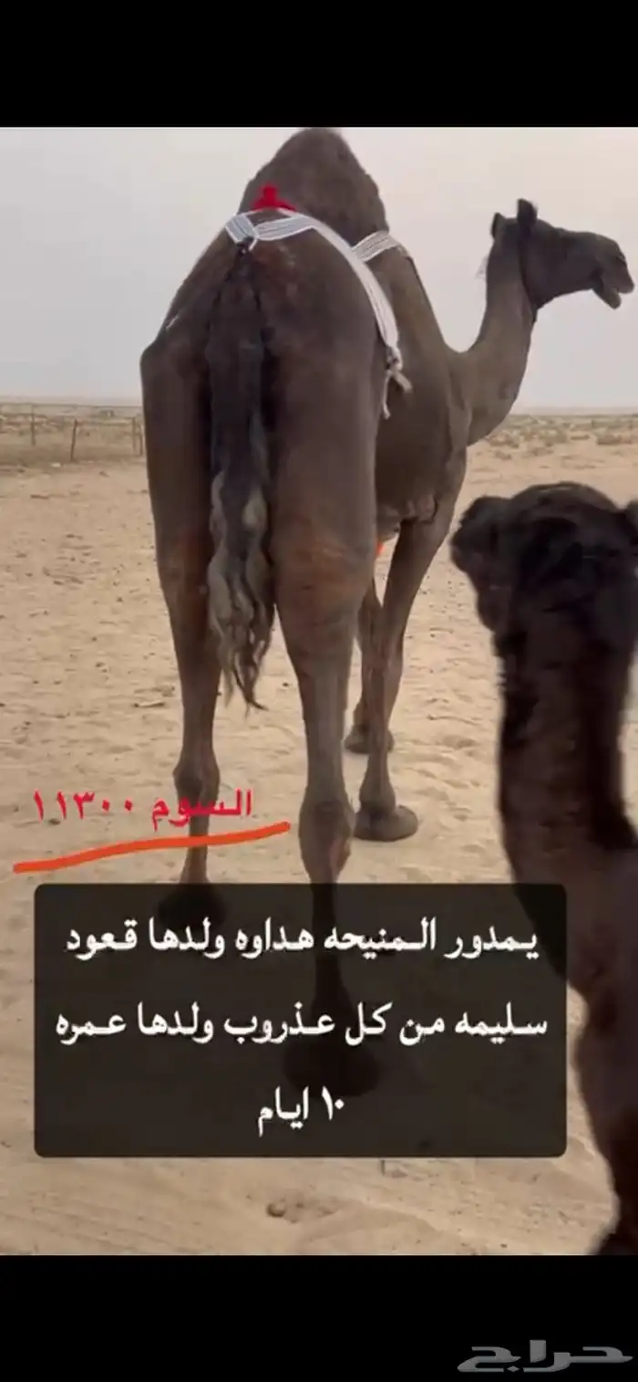 ناقه للبيع 3