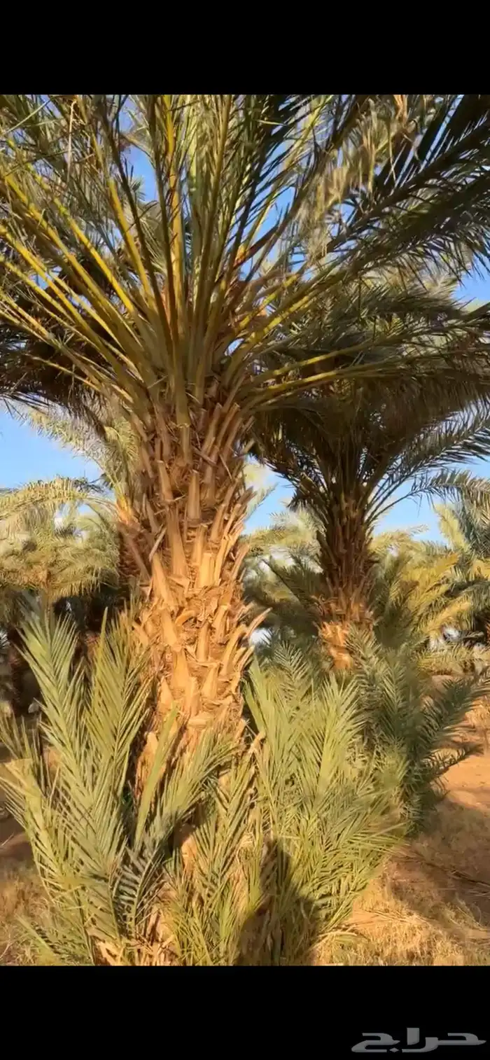 نخيل مكرب للبيع 5