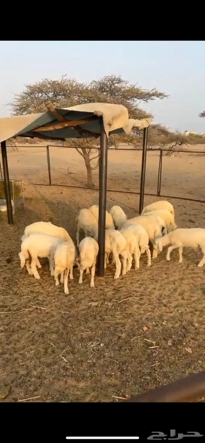 طليان حريه العدد 23 أربع أناثي و 19 ذكران طليان طيبه وممتاز 1