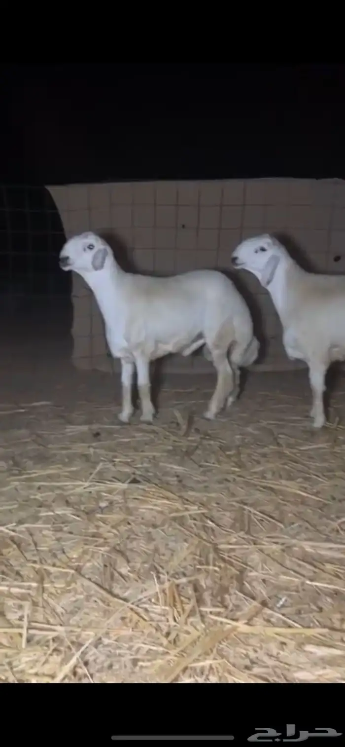 فحل حري ومشاريع فحول 0