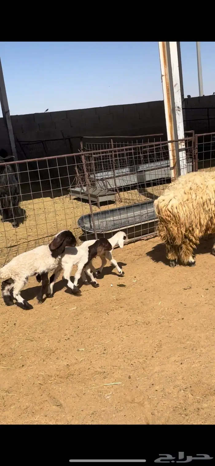 خلفات نعيم 3