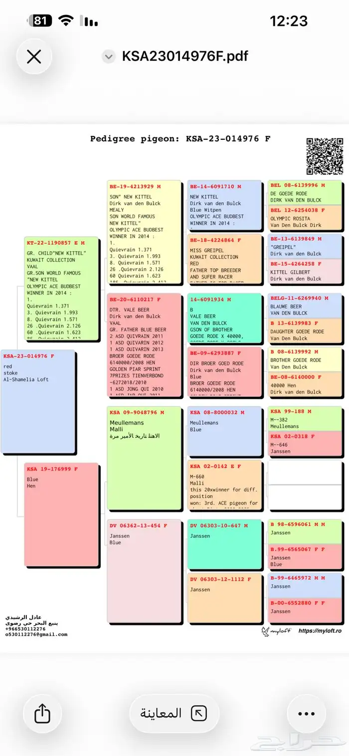 انثى زاجل سباق فخمه 6