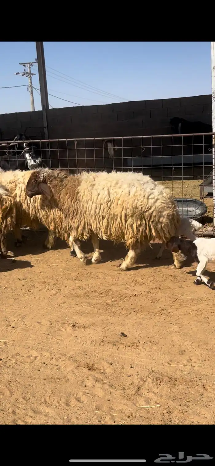 خلفات نعيم 5