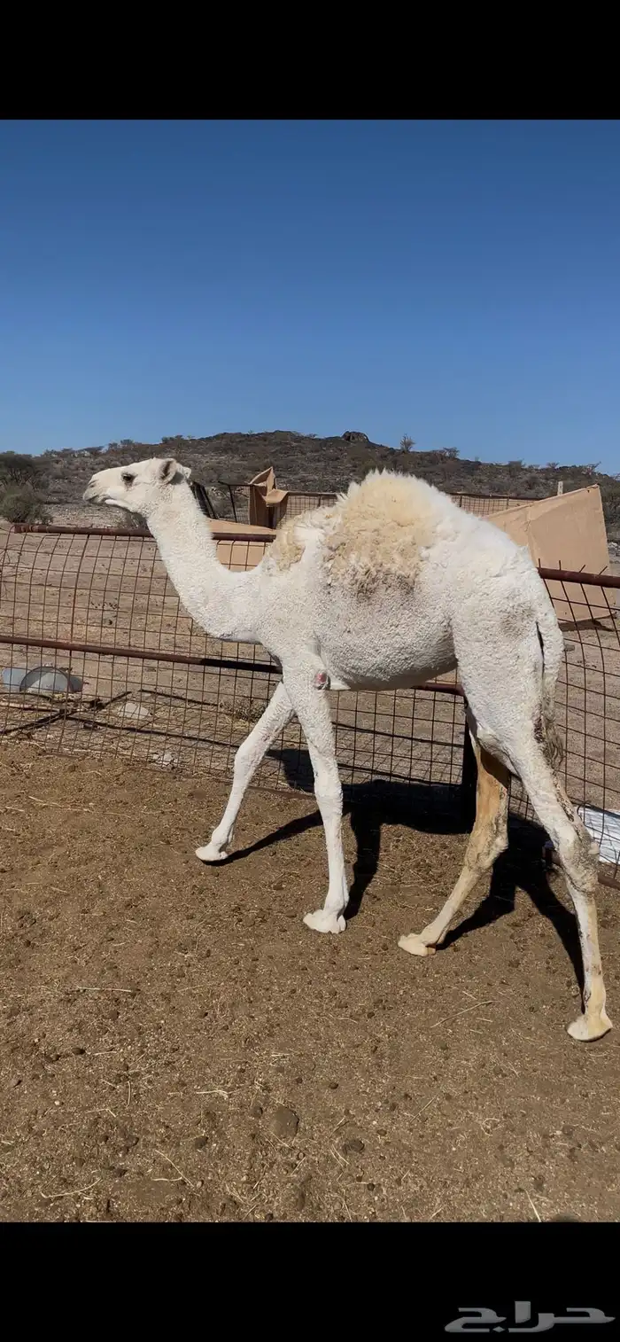 بكره للبيع 1