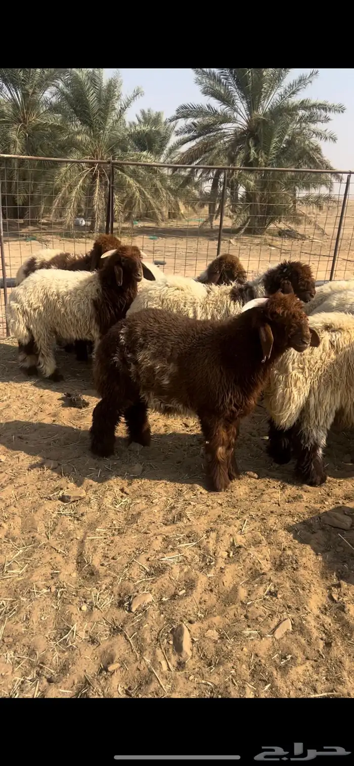 للبيع خرفان نعيم العدد10 خرفان 0