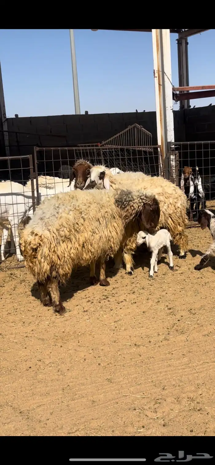 خلفات نعيم 8