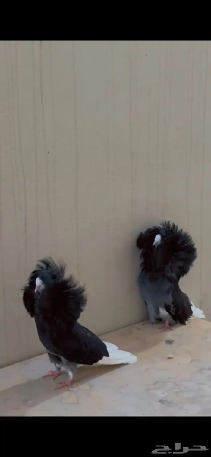 حمام زوج تب جاكبينو 1