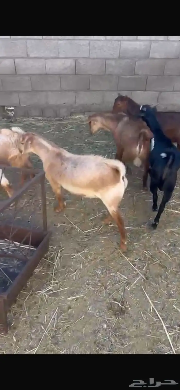 تيوس للبيع 0