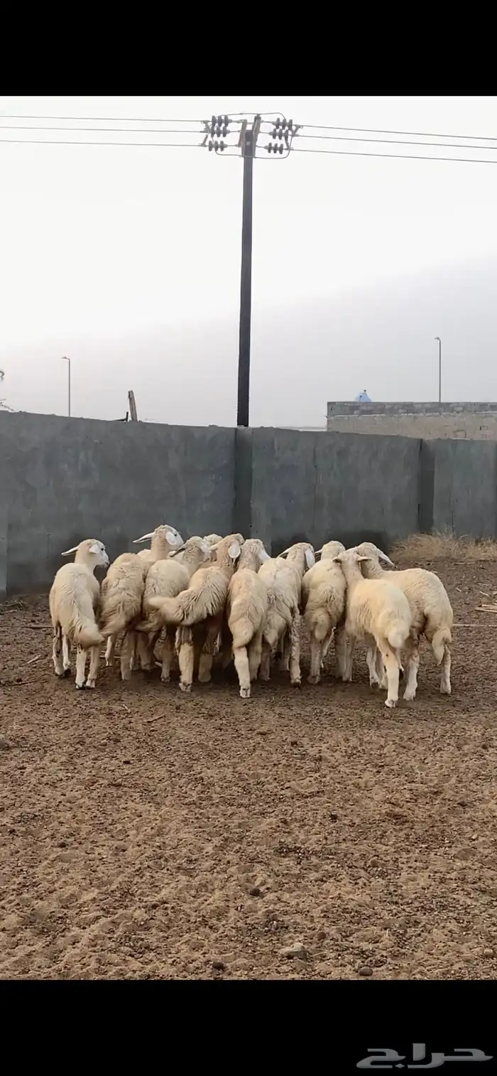 رخال مقنى وذبح مقفله 2