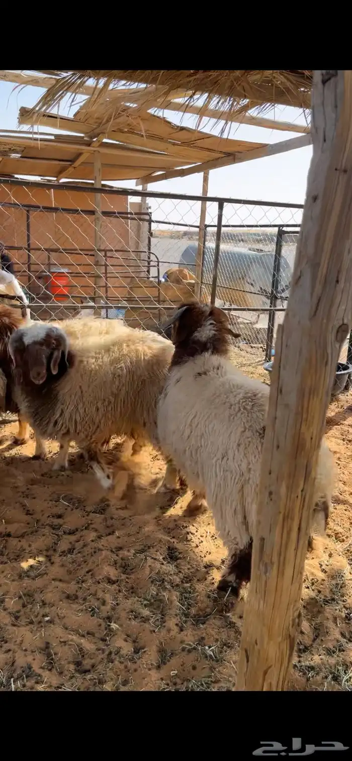 ذبايح ذبائح 2