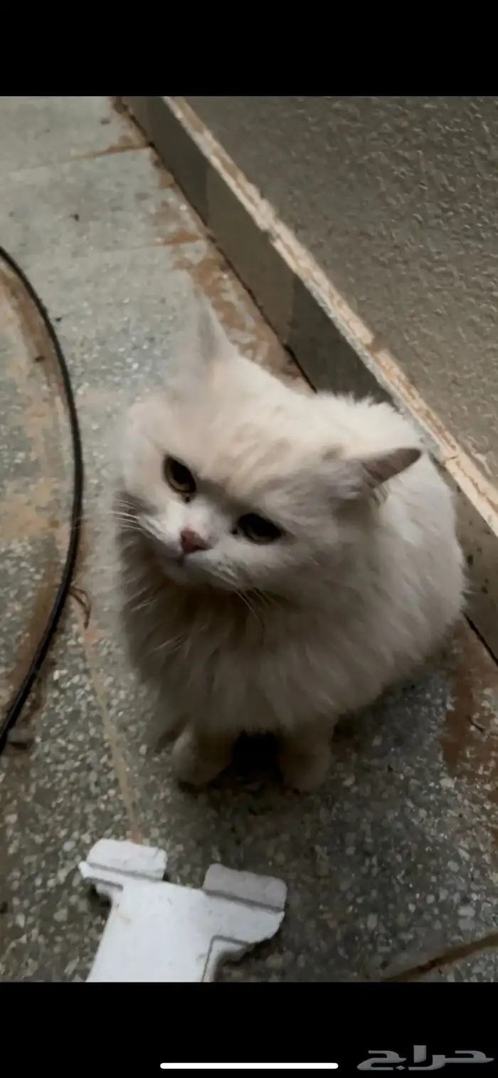 قطة تبني 0