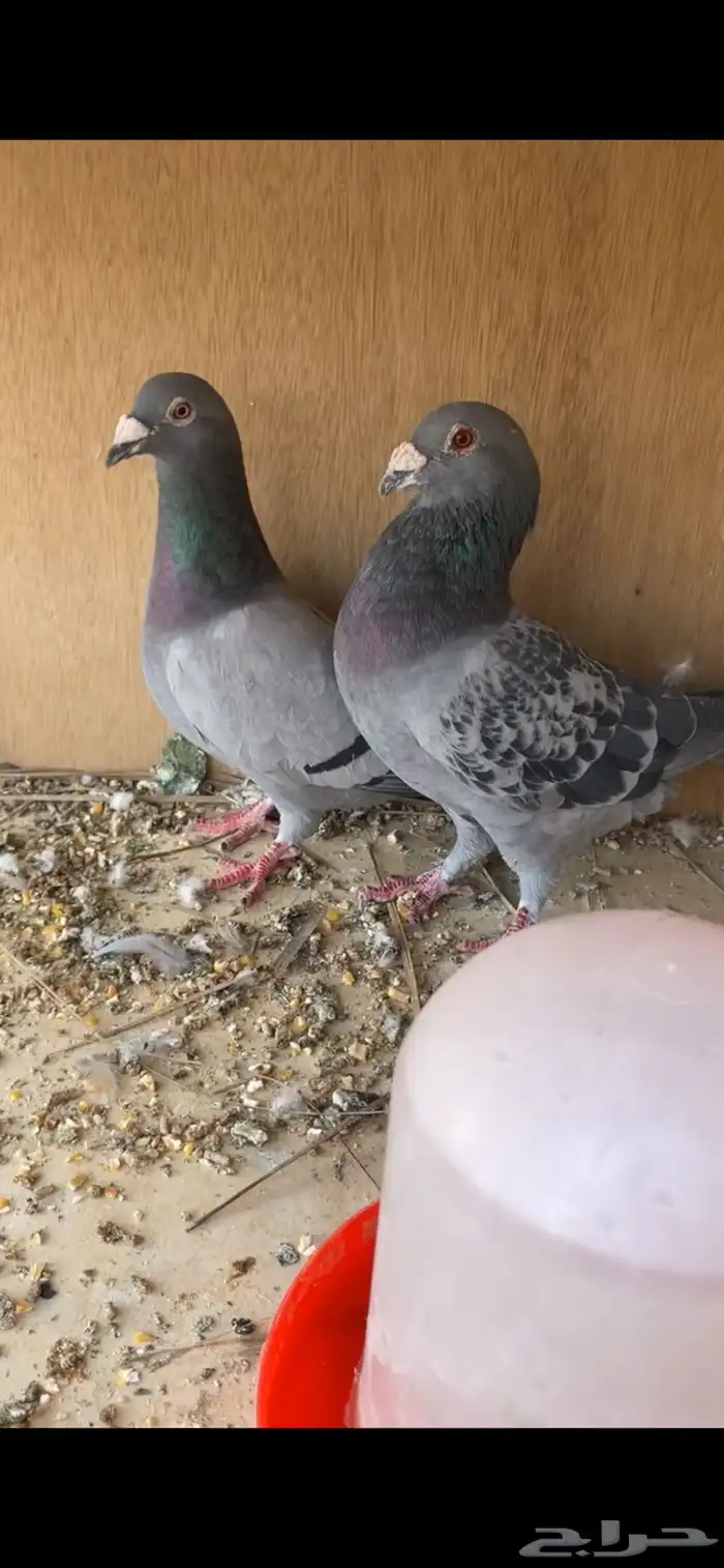 حمام زاجل اجواز طيبه 2