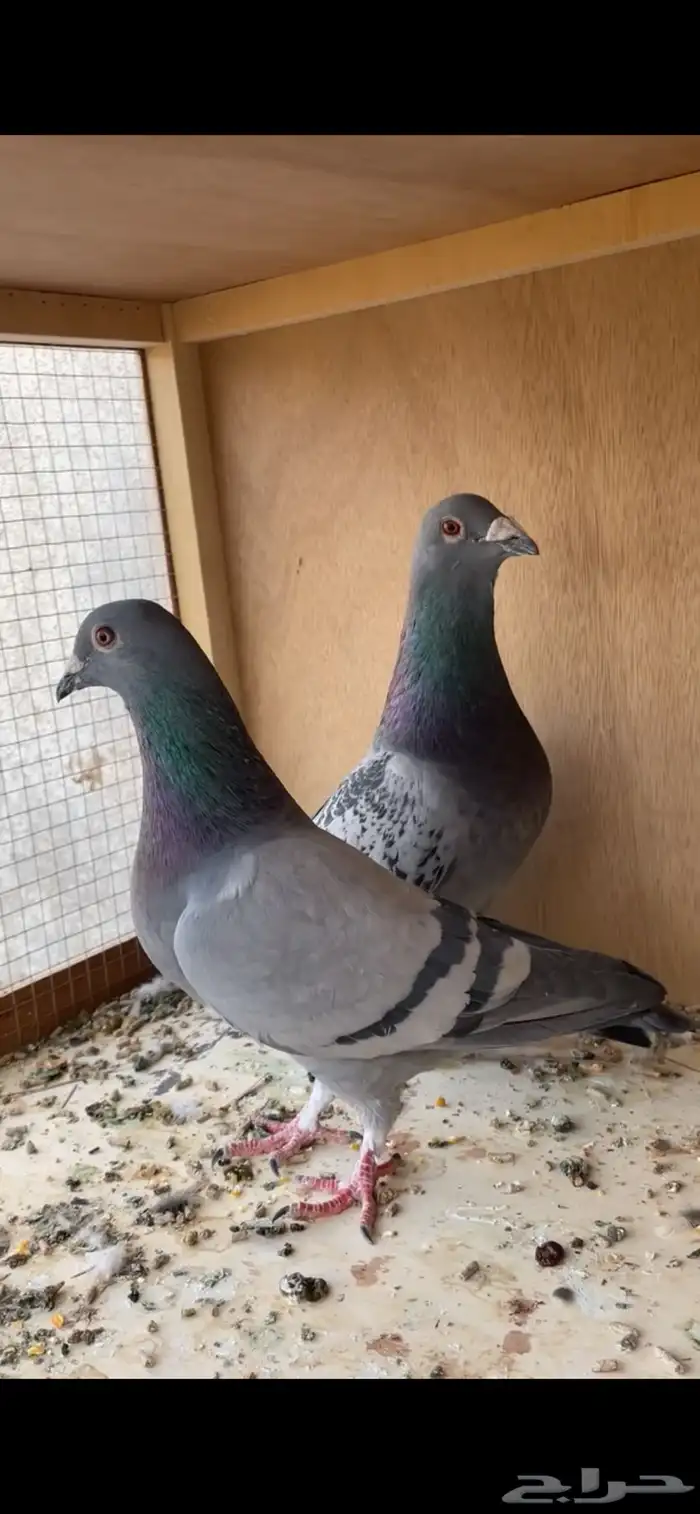 حمام زاجل اجواز طيبه 1