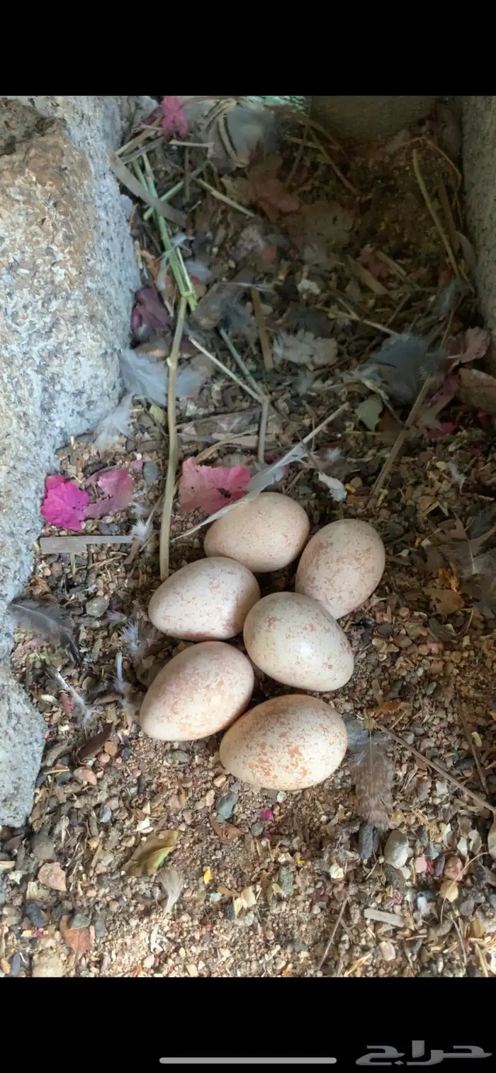 اعاقيب ابو خد اسود 0