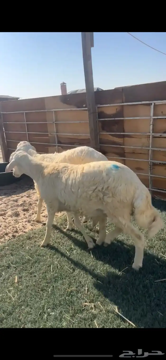 2 خرفان فوق 6 شهور عقيقة او تمايم 0
