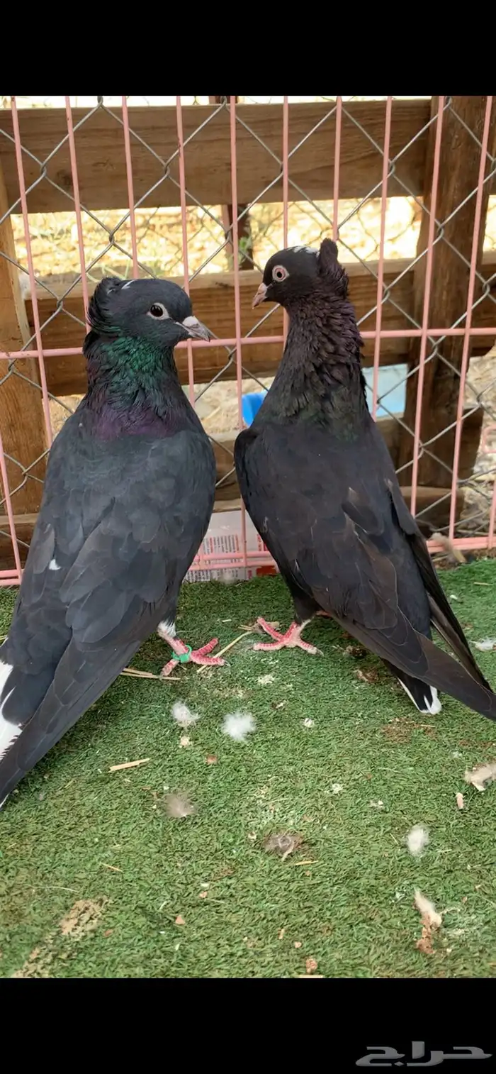 حمام قطايف 0