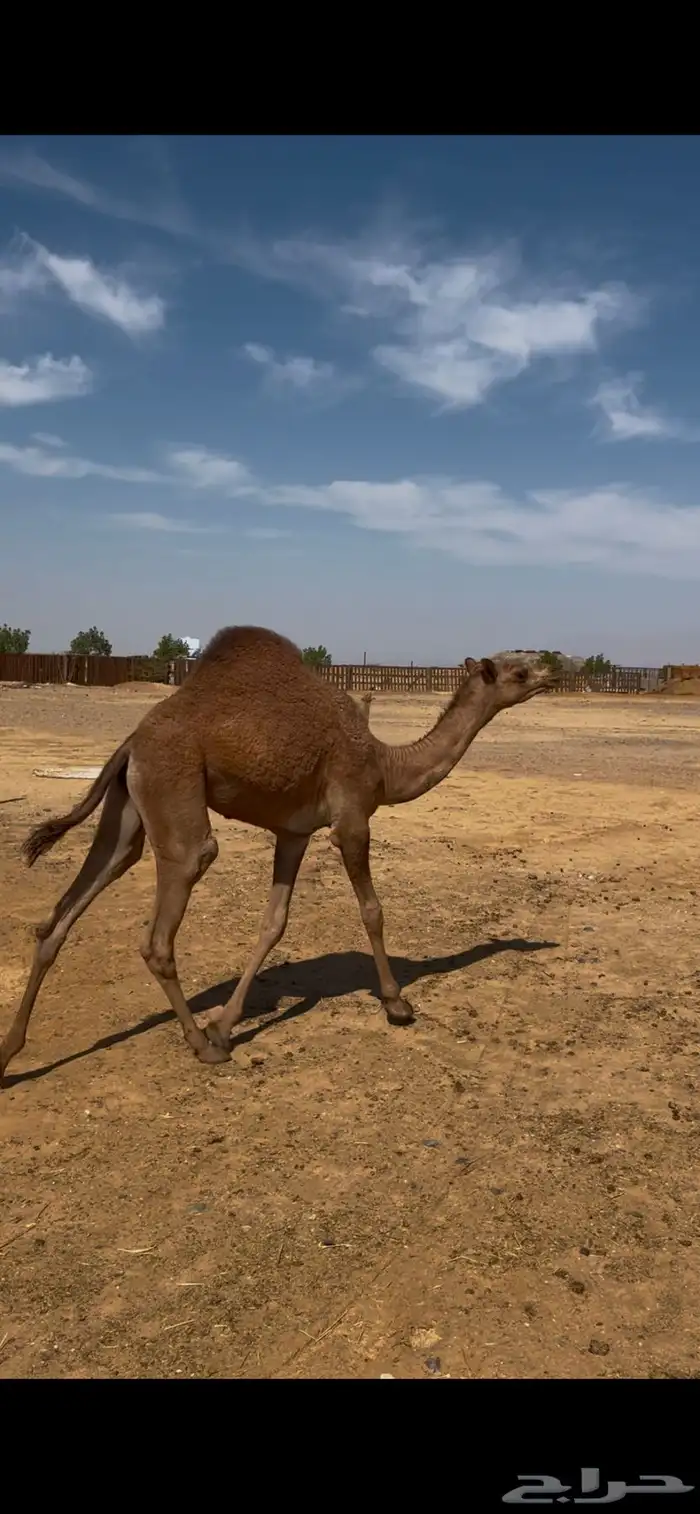 هجن بكره مفروده صعبه 0