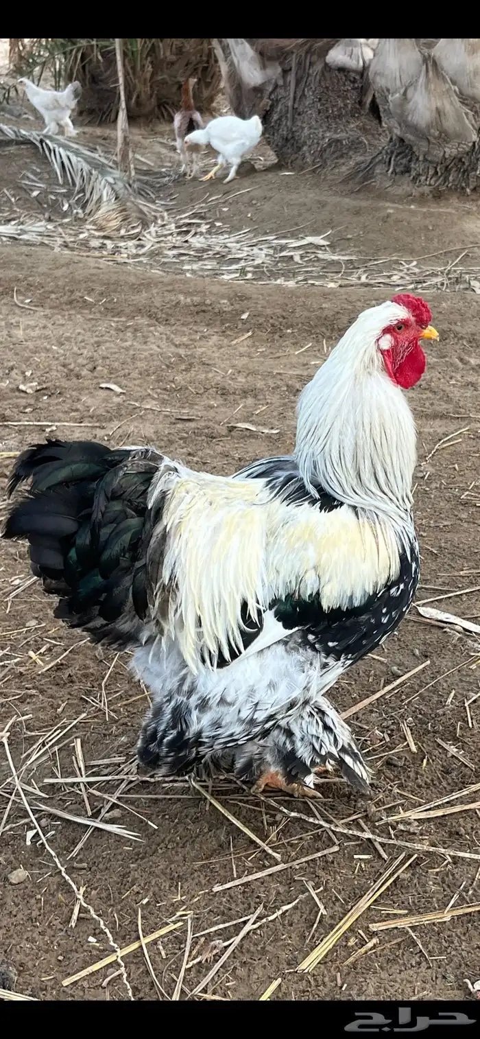 دجاج براهما للبيع 8