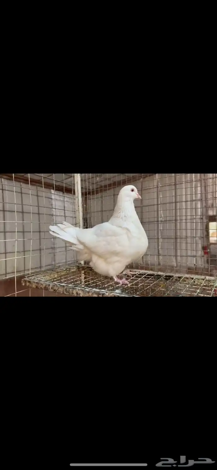 انثى فرش لمن top 1