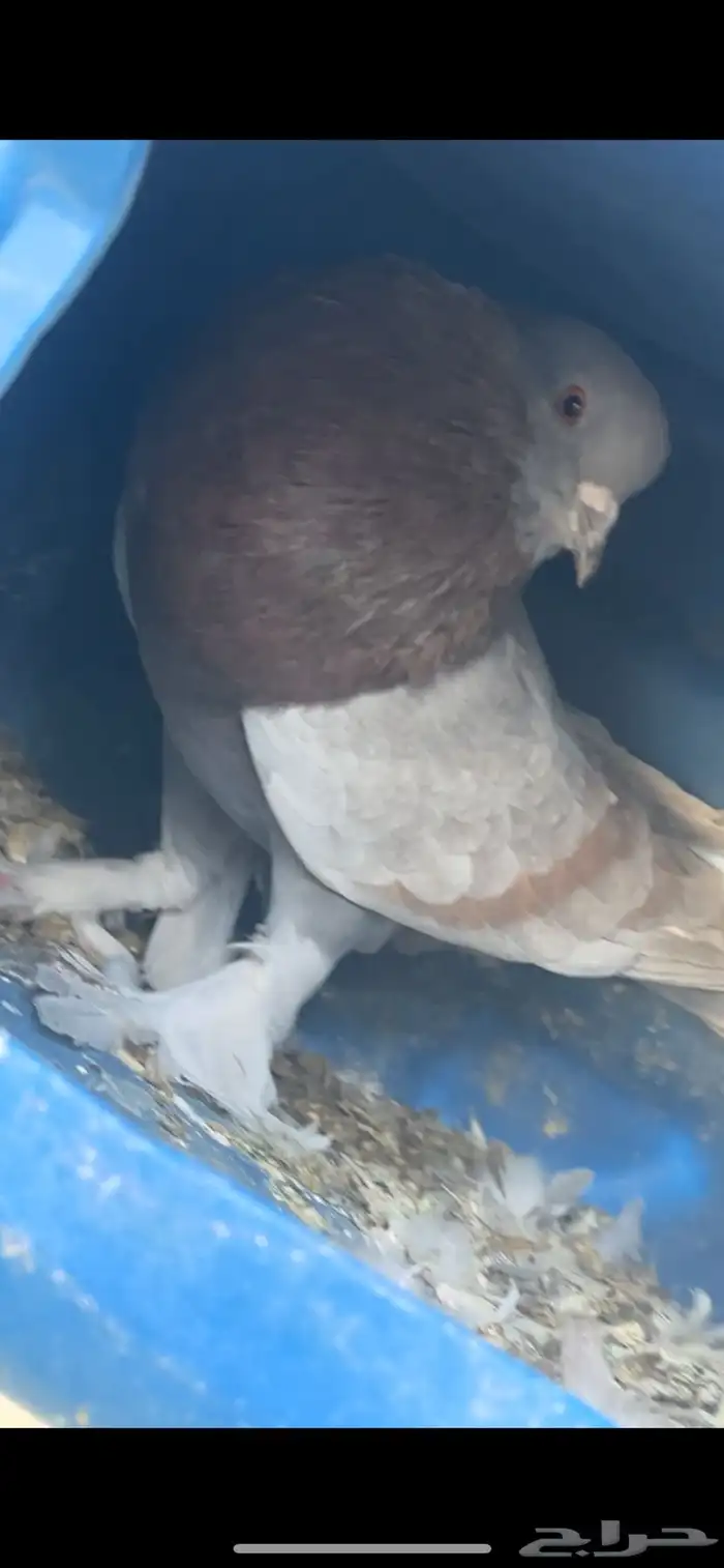 ( عرض خاص ) ذكر حمام نفاخ 0