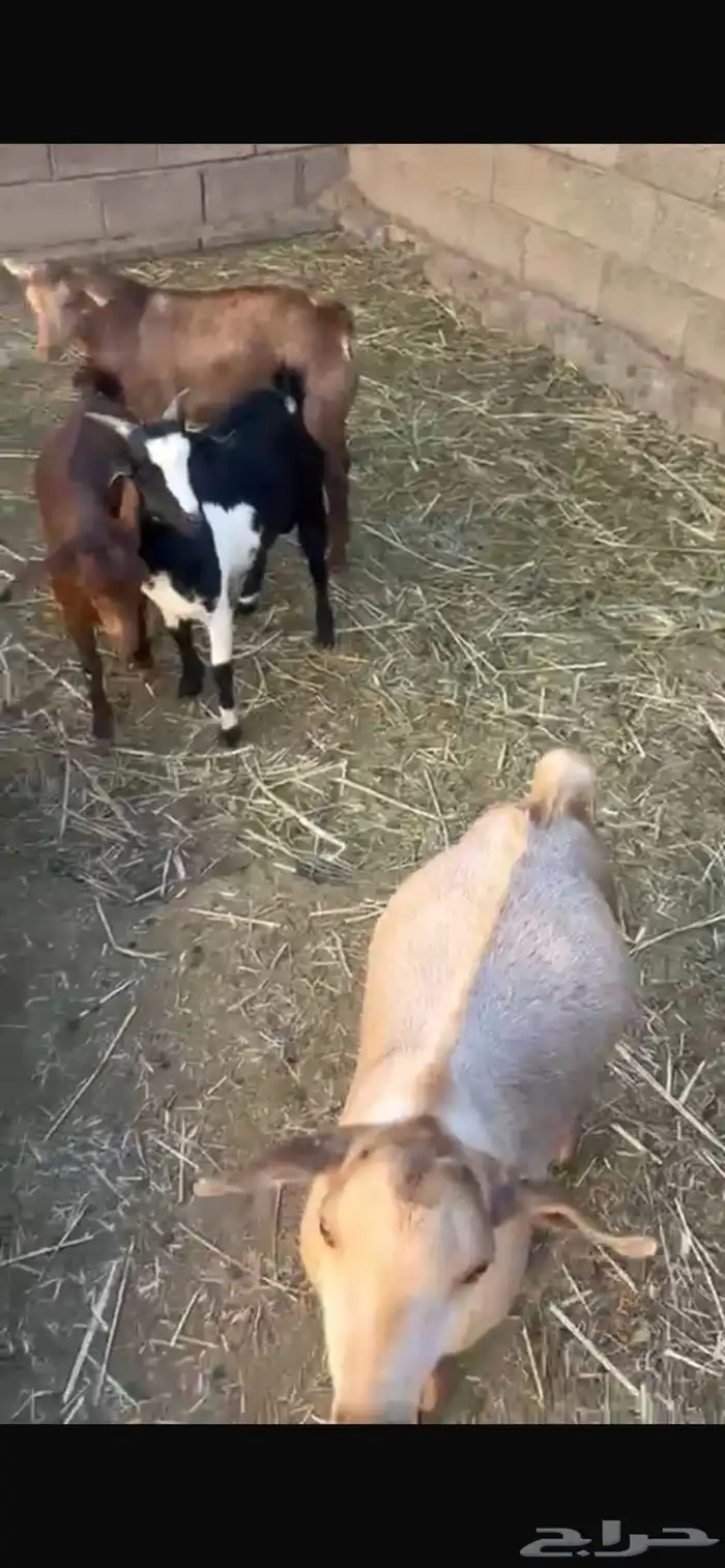 تيوس للبيع 1