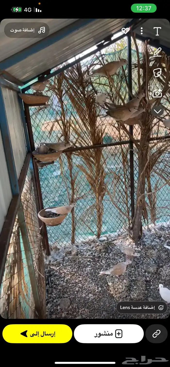 غطاط وقمري هولندي منتج 3