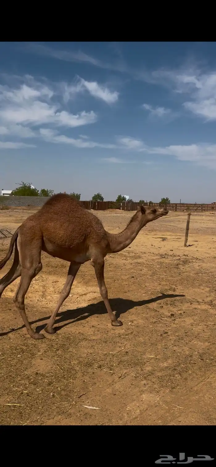 هجن بكره مفروده صعبه 1