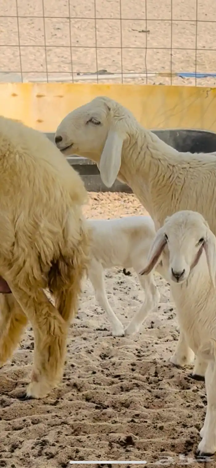 مشروع فحل صنف الصنف 2