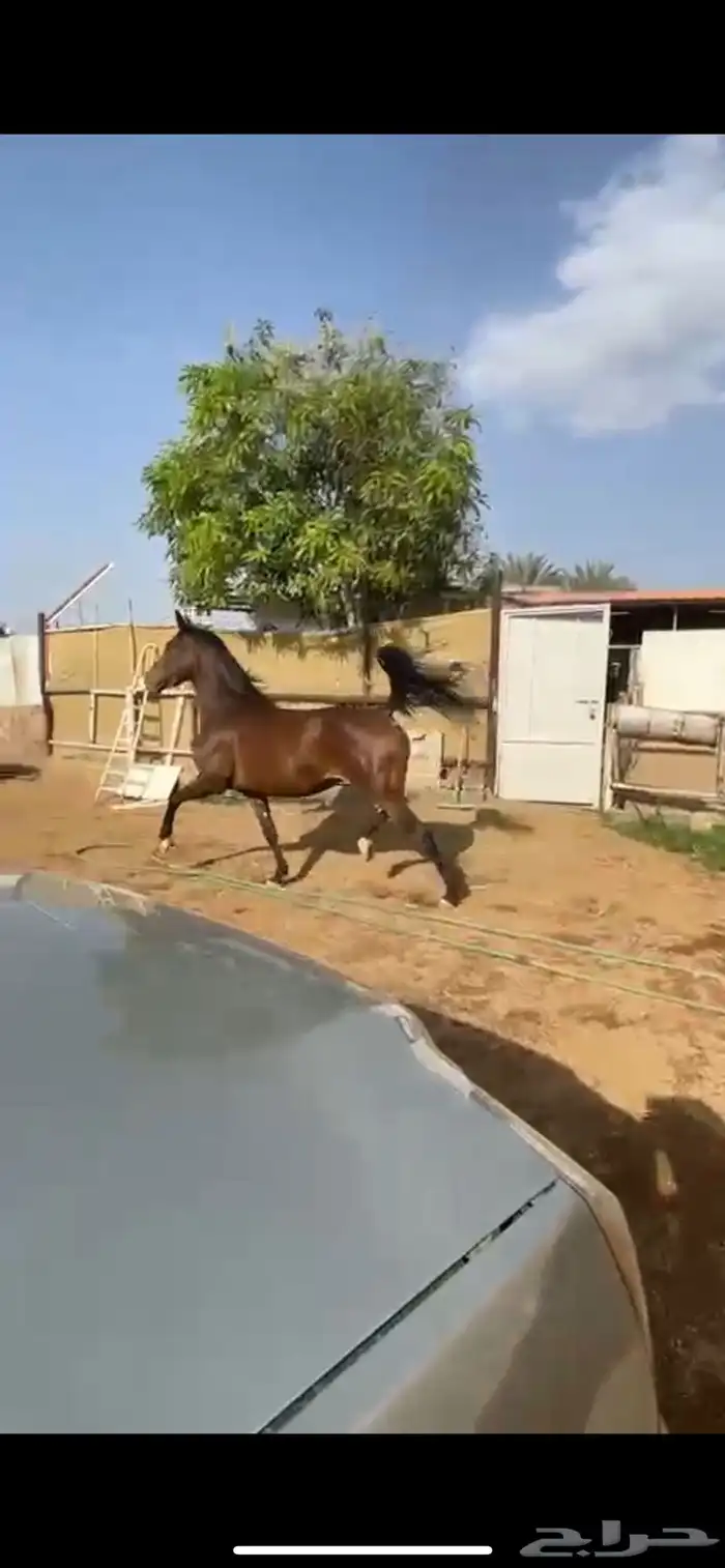 فرس تحتها مهره 0