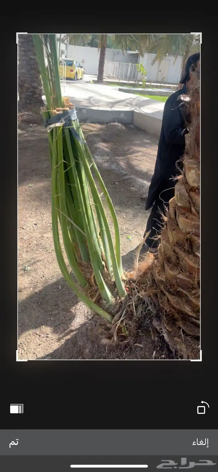 صينو نخل اي نوع 0