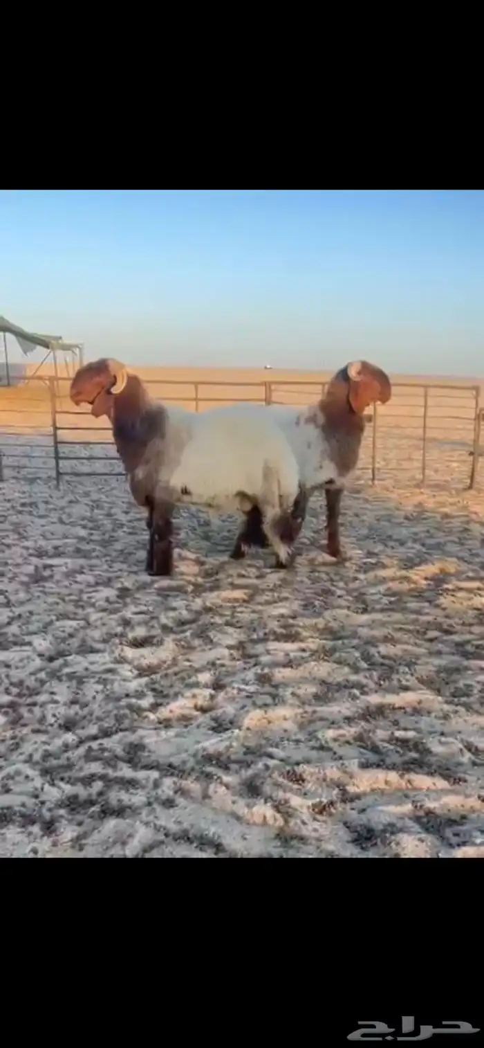 جذعان دهم فواخر 0