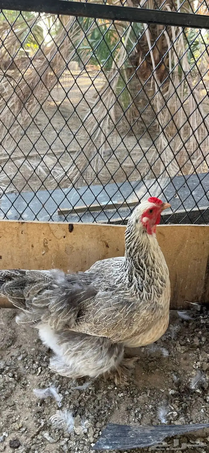 دجاج براهما للبيع 5