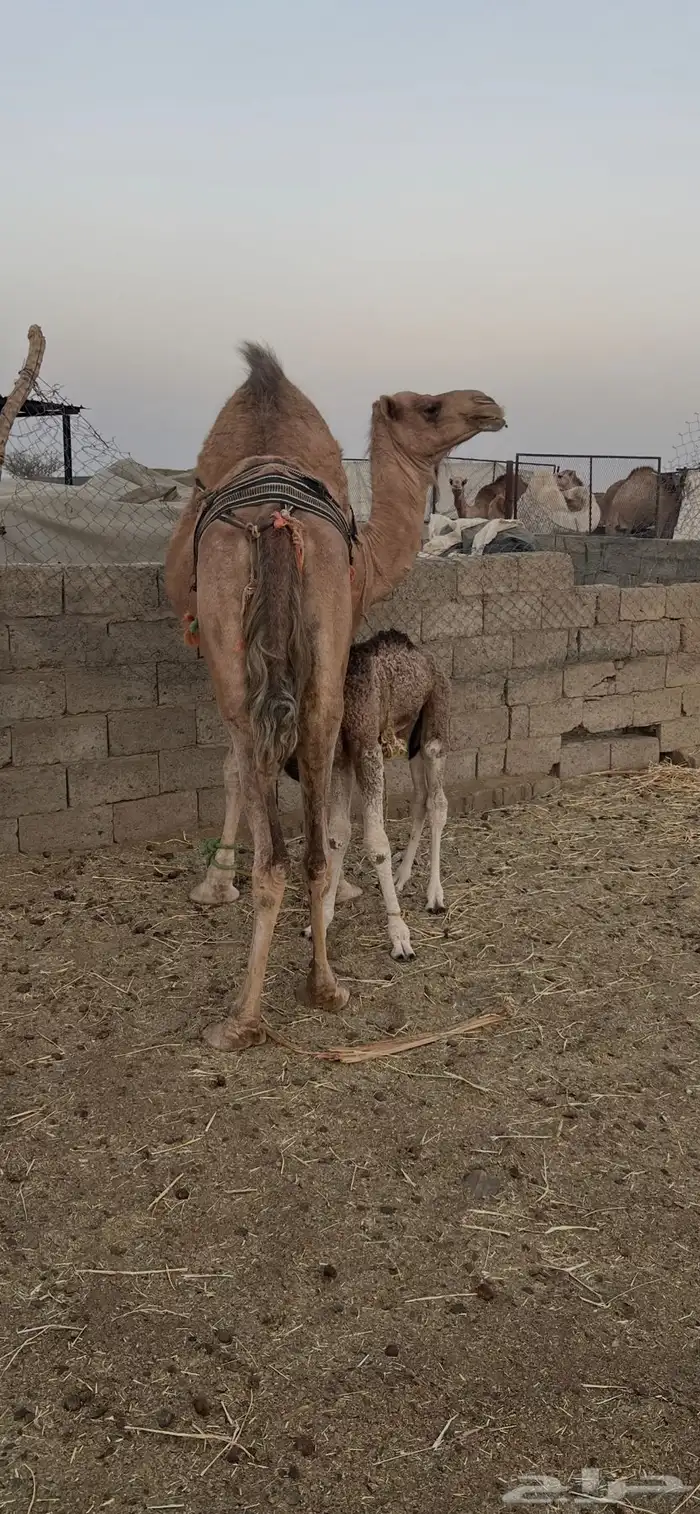 ناقه خلفه للبيع 4