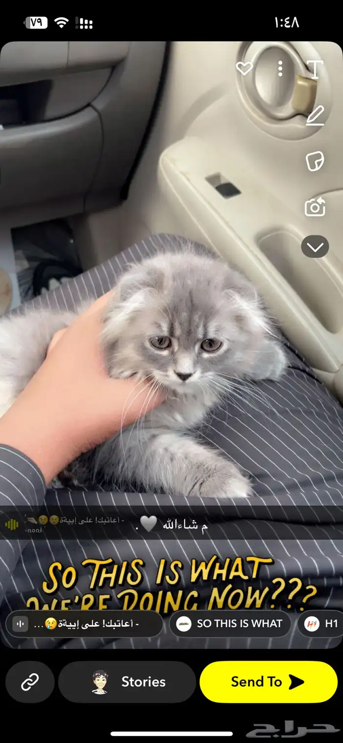 اي واحد عنده قطوه انثى عمرها شهرين الى ثلاثة قشهور لتبني 0